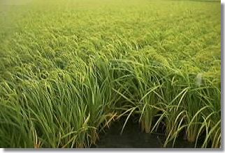 Picture of Rice in the field